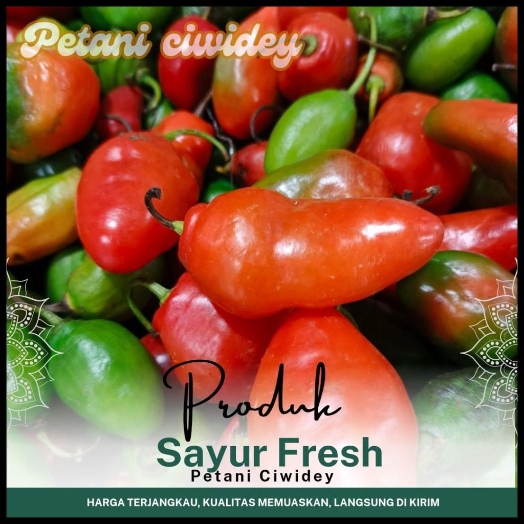 

CABE GENDOT HIJAU 1 ONS ASLI BANDUNG