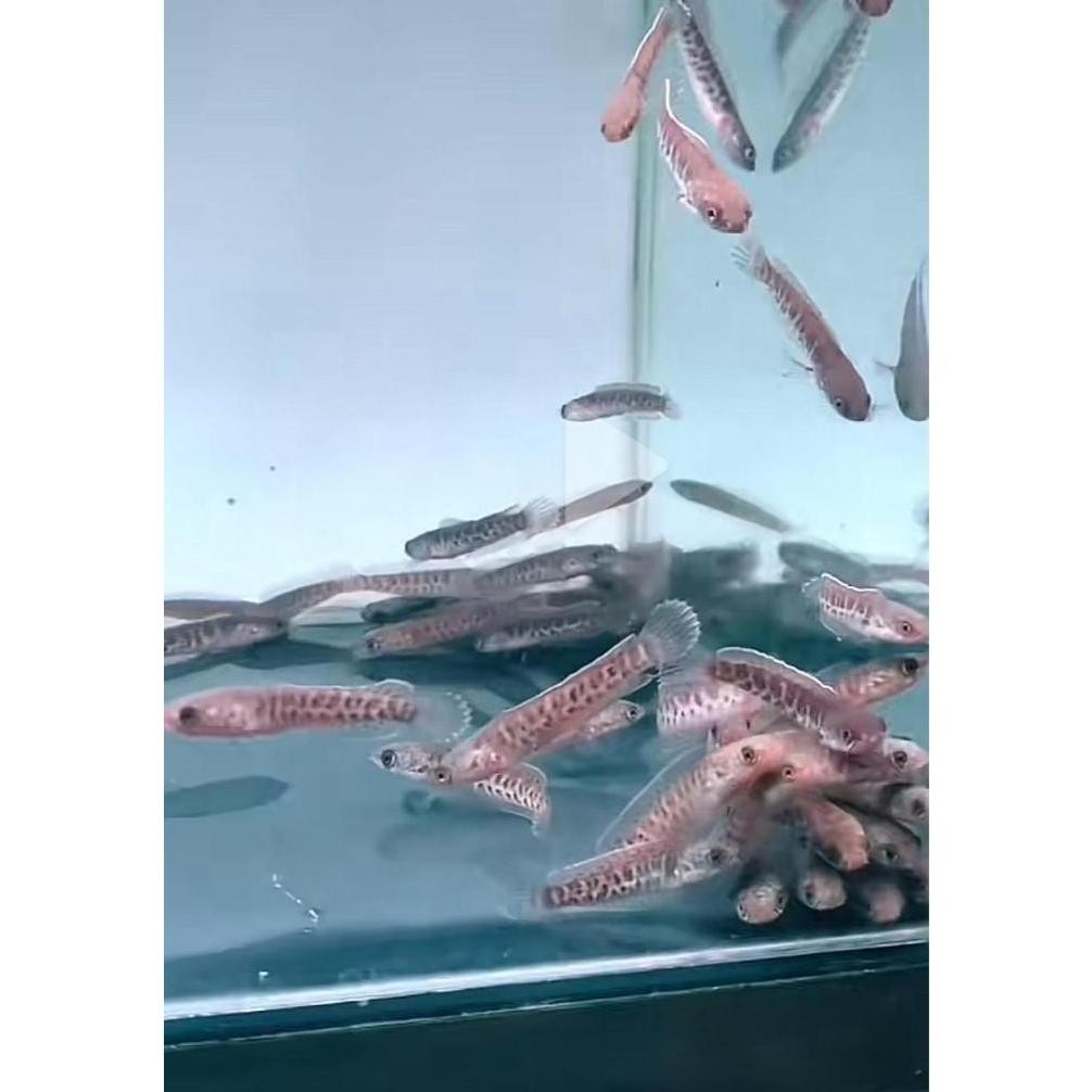 Obat Herbal Baby Auranti MURAH