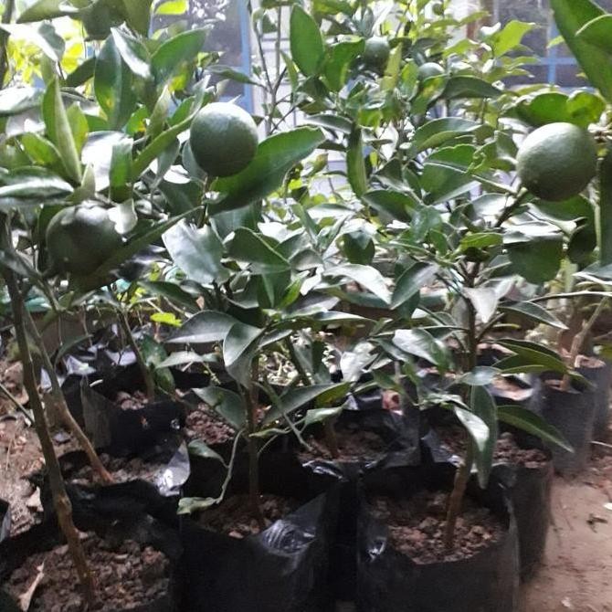 Bibit Tanaman Buah Jeruk Santang Madu Bibit Pohon Buah Cangkokan Bibit VALID