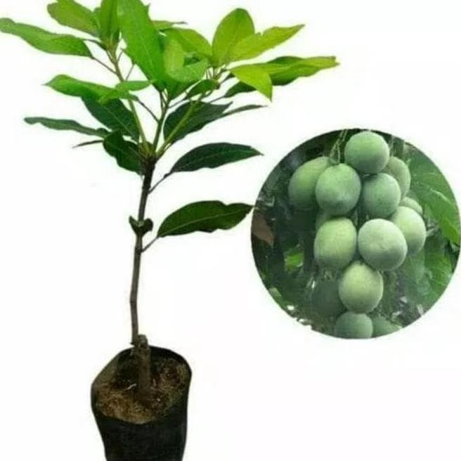 BIBIT MANGGA MADU HASIL CANGKOK BERBUAH BANYAK MELAYANI COD BIJI BUAH VALID