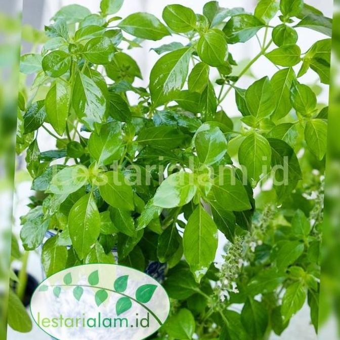 bibit pohon kemangi suraung pohon kemangi organic SUPER MMMM VALID