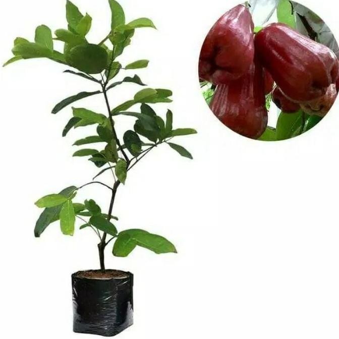 Bibit Jambu Citra Hasil Okulasi Jambu Air Jambu Madu Deli Jambu VALID