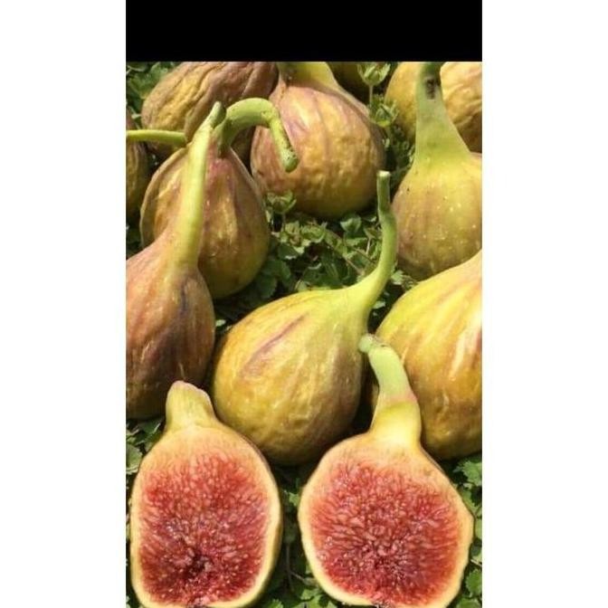 Bibit buah tin jenis LDA SUPER MMMM VALID