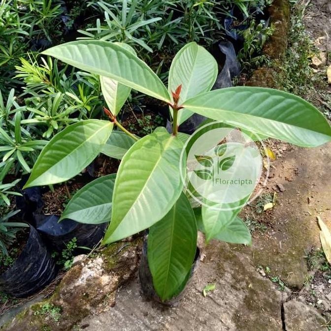Bibit Pohon Jambu Air Jamaika Buah Jambu Jamaica Bibit Jambu Jamaika VALID