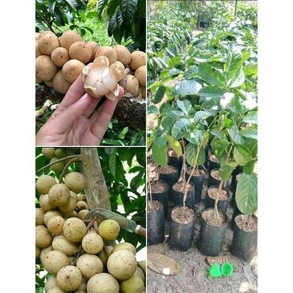 BIBIT BUAH DUKU PALEMBANG TANPA BIJI SUPER MMMM VALID