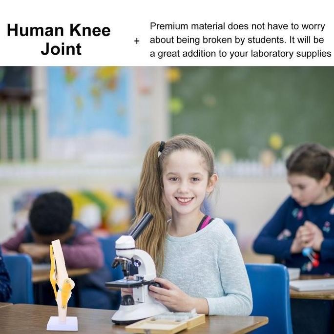 Knee Joint Model Flexible Model Anatomi Sendi Lutut Manusia
