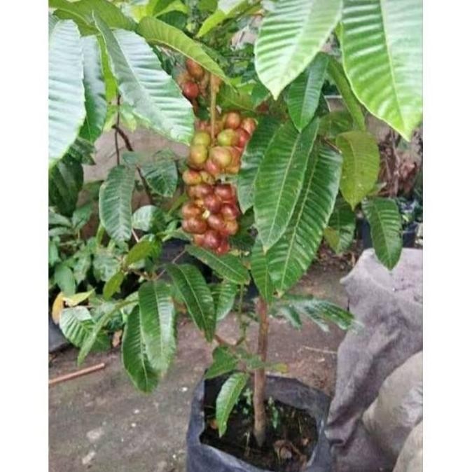 OBRAL Bibit Matoa Pohon Matoa Bibit Buah Matoa Tanaman Matoa Siap Berbuah ATZX