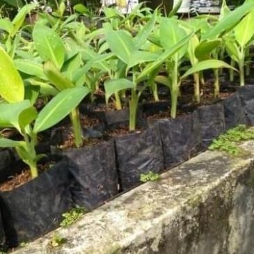 Pisang Emas - Pisang Mas - Bibit Tanaman Buah Pisang Emas NOW ATV