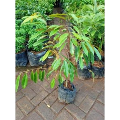 Subur CANGKOK BIBIT TANAMAN POHON BUAH DUREN DURIAN MUSANG KING PREMIUM