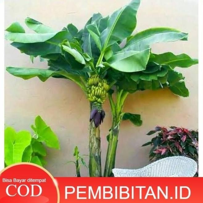 Bibit Tanaman Tabulampot Pisang Mini Asli ATV