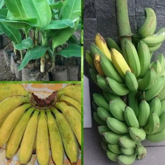 Bibit Pohon Pisang Raja Bulu Raja Cere ATV