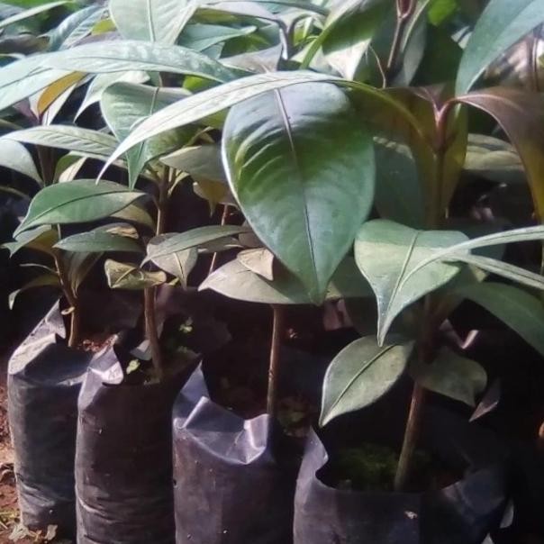 bibit buah manggis/bibit pohon manggis BISA COD