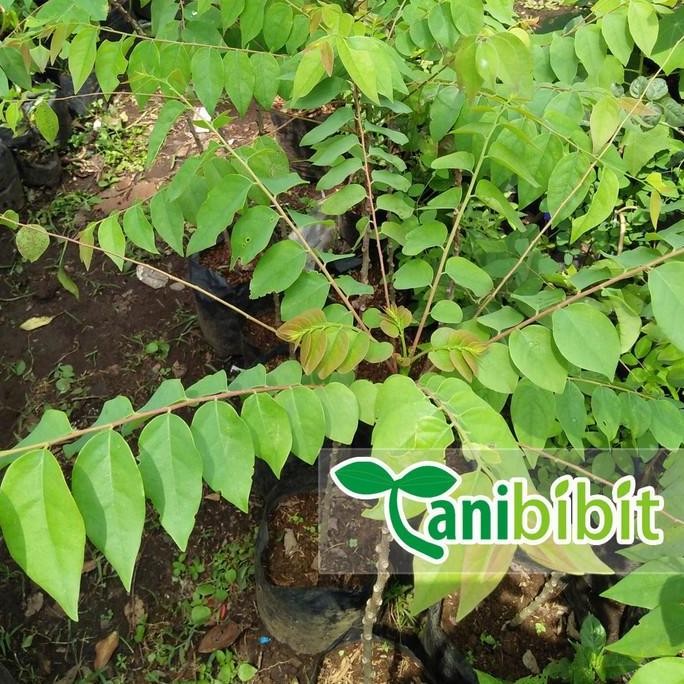 POHON Bibit Pohon Belimbing Wuluh - Tanaman Buah Belimbing Wuluh BISA COD