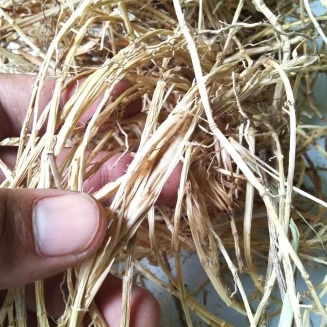 

Akar Alang Alang Kering 100 gram