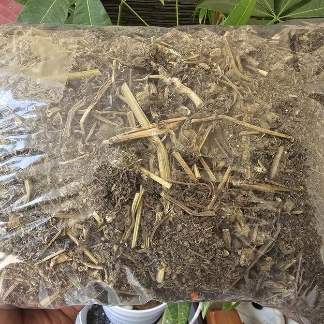 

Ciplukan Kering 100gr - Ceplukan Kering