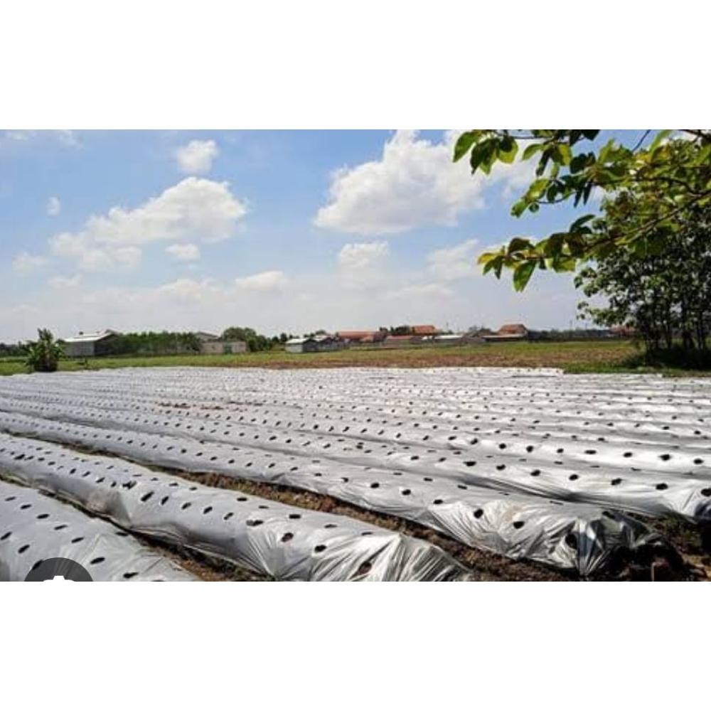 Berkualitas Plastik Mulsa Hitam Perak 1Kg Ukuran 60Cm X 120Cm Diskon
