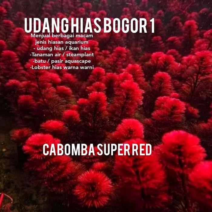 RA CABOMBA SUPER RED FULL AIR