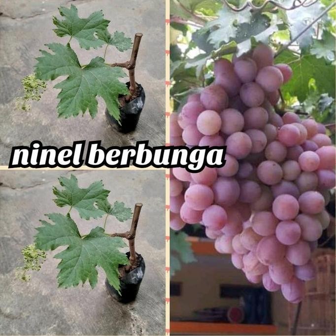 bibit anggur ninel berbunga import