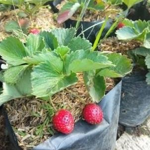 POHON bibit buah strawberry/bibit tanaman/buah strawberry/tanaman DDDD TERLARIS