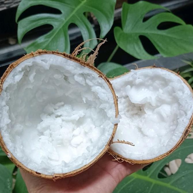 

Kelapa Kopyor Utuh Asli Petik Dari Pohon