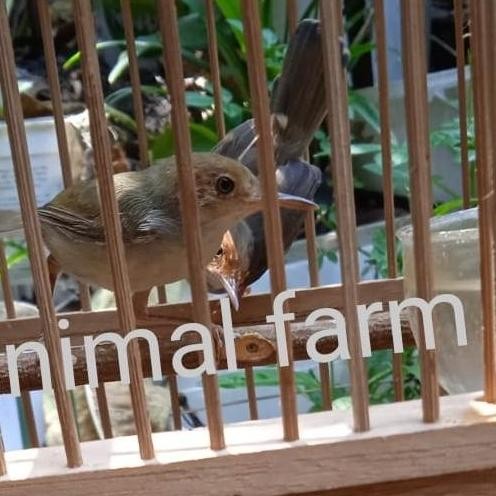 TERMURAH - Prenjak Atas Alam Sepasang Rajin Bunyi