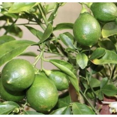 

TERBARU - tanaman buah jeruk nipis // Tanaman buah jeruk nipis sudah berbuah