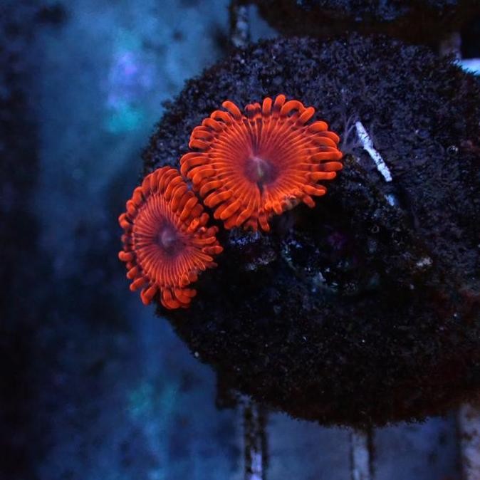 

Promo Orange delight zoa (frag) COD