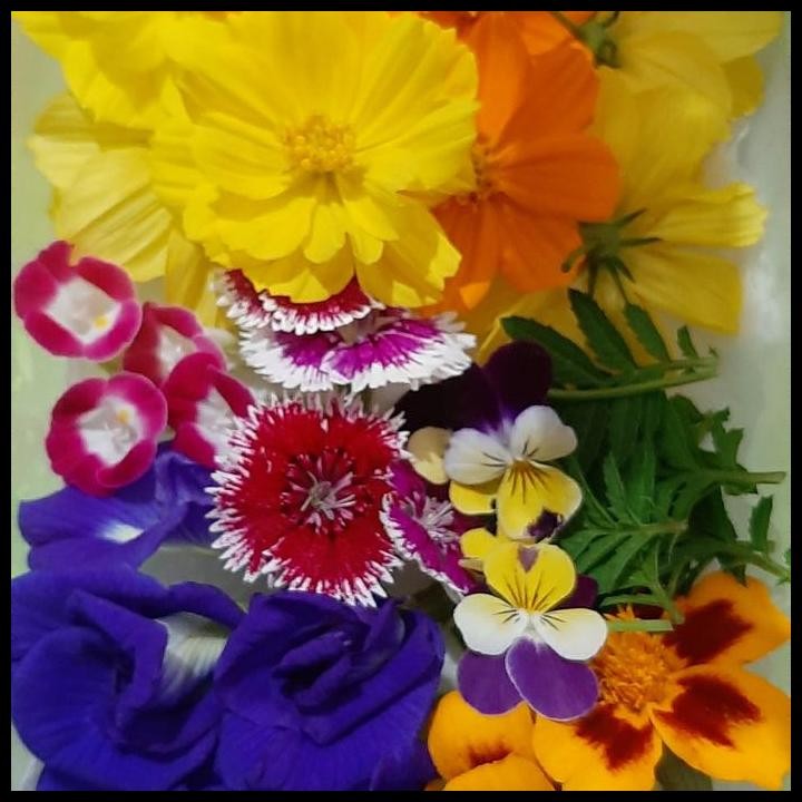

Terlaris Edible Flowers Mix 30 Pcs Good Quality
