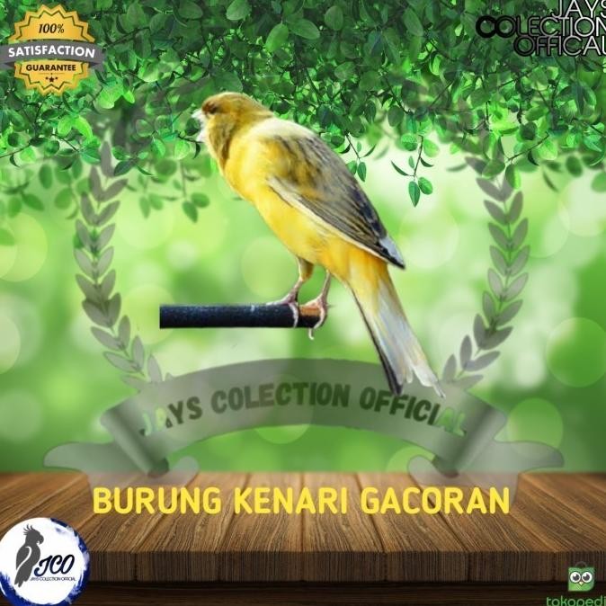 BURUNG KENARI GACORAN BURUNG KENARI GACOR SUDAH BUNYI