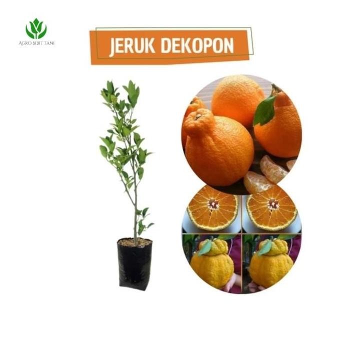 Bibit Tanaman Buah Jeruk Dekopon-Bibit Jeruk Dekopon ATV