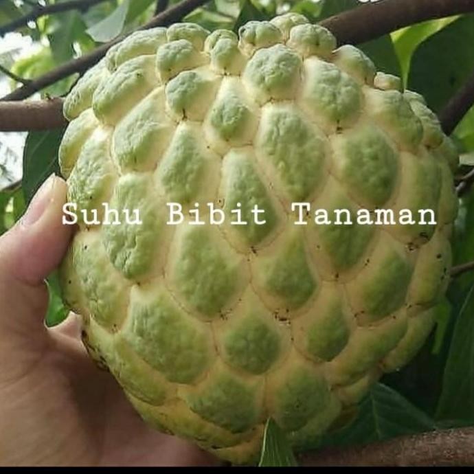 Bibit Tanaman Buah Srikaya Jumbo Cepat Berbuah/ Bibit Srikaya Jumbo ATV
