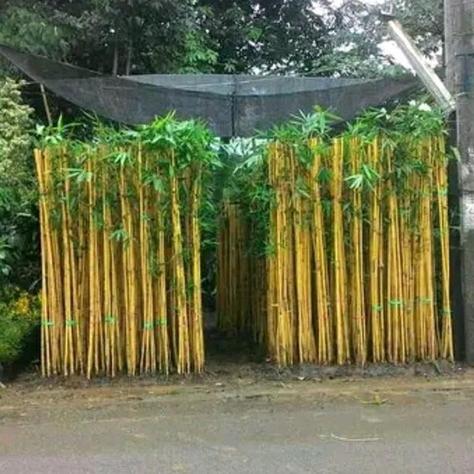 Sale Bambu Kuning/Tanaman Pagar /Tanaman Pagar Terbaik