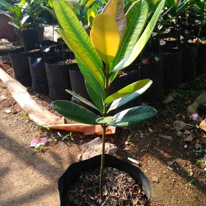 Sale Tanaman Herbal Garcinia Cambogia