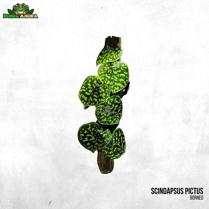 Sale Tanaman Vivarium Scindapsus Pictus Sp Yellow Spot - Borneo