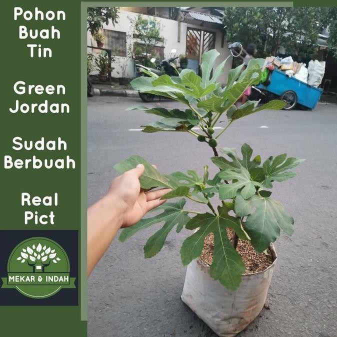 Sale Pohon Buah Tin Green Jordan Sudah Berbuah / Tanaman Buah Tin