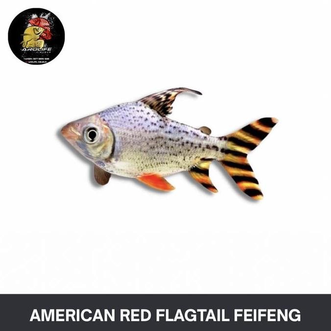 American Red Flagtail Feifeng ikan hias air tawar aquarium Tankmate