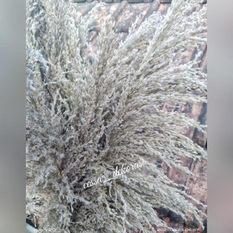 12PCS DAUN PAMPAS PUTIH BULU | DEKORASI | RUSTIC