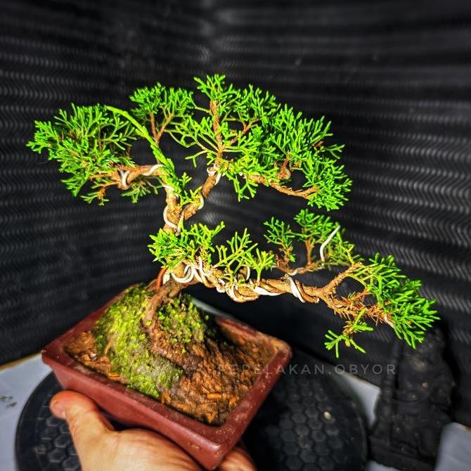 Bonsai Cemara Sargentii Bonsai Mame Cemara Sargentii