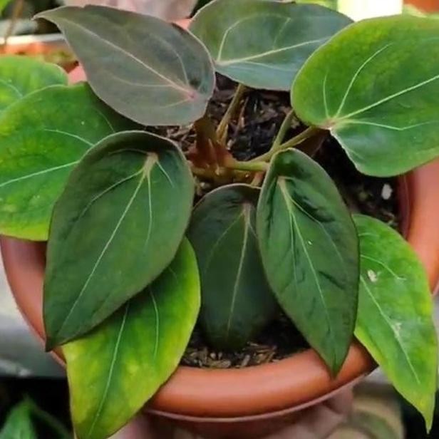 Anthurium Forgetii Redd Spider Original