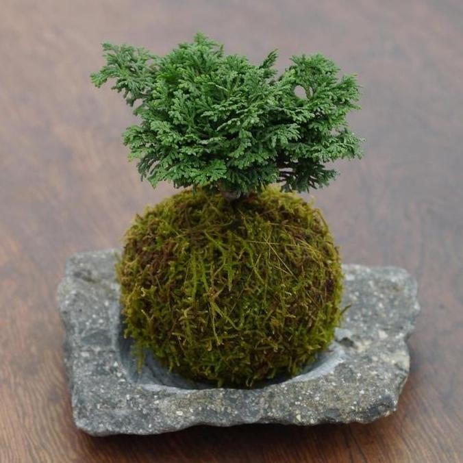 Kokedama Cemara Hinoki Cypress