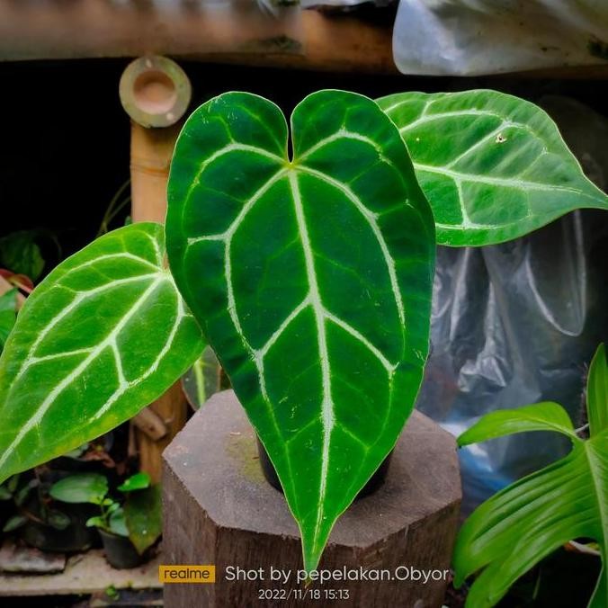 Anthurium Papillilaminum Hybrid Magnificum Crystall