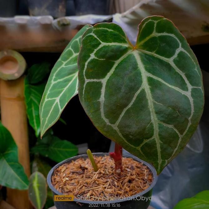 Anthurium Clarinervium X Crystallinum