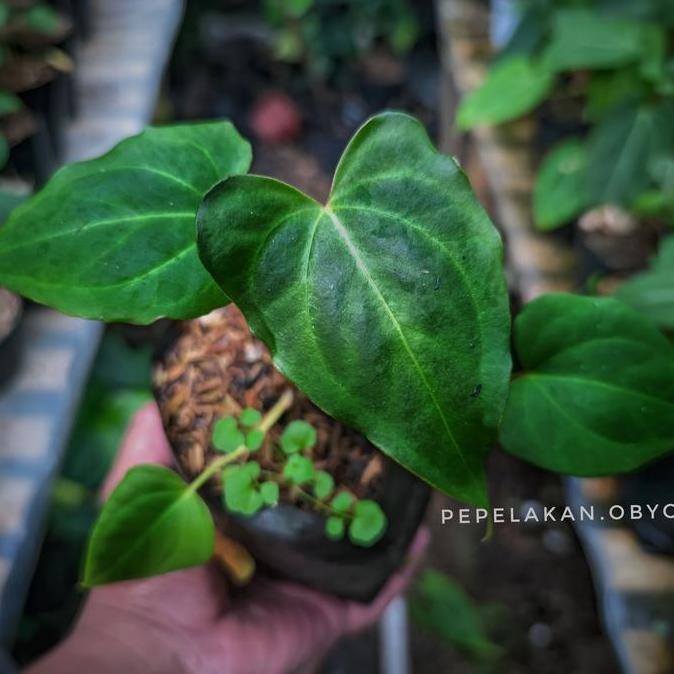 Anthurium Clarinervium X Anthurium Berriozabalense