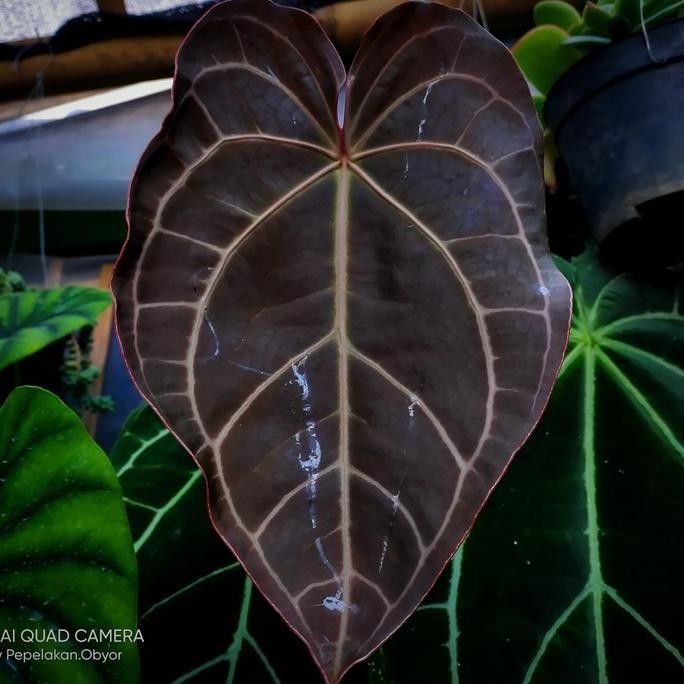 Anthurium Red Crystallinum