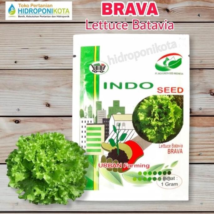 Promo ( ) benih selada indoseed enza zaden 1 gr - caipira - maritima - COD