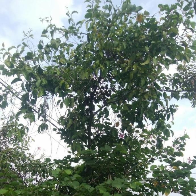 

Promo daun benalu segar, benalu mangga segar,benalu dengan segudang manfaat COD