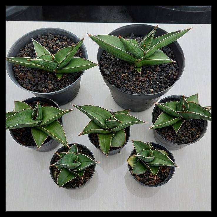 DISKON SANSE / SANSEVIERA SAMURAI DWARF 1 BUAH 