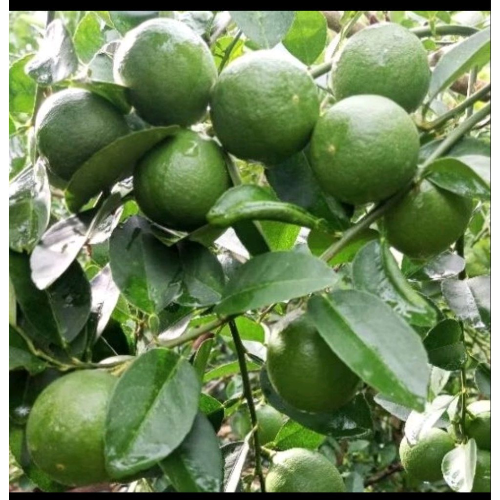 

jeruk nipis 1kg petik langsung ready setiap hari
