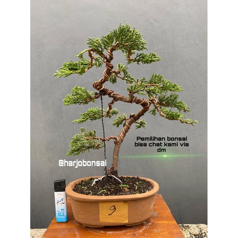 BONSAI CEMARA JUNIPERUS SINENSIS SUDAH JADI TERMASUK POT.