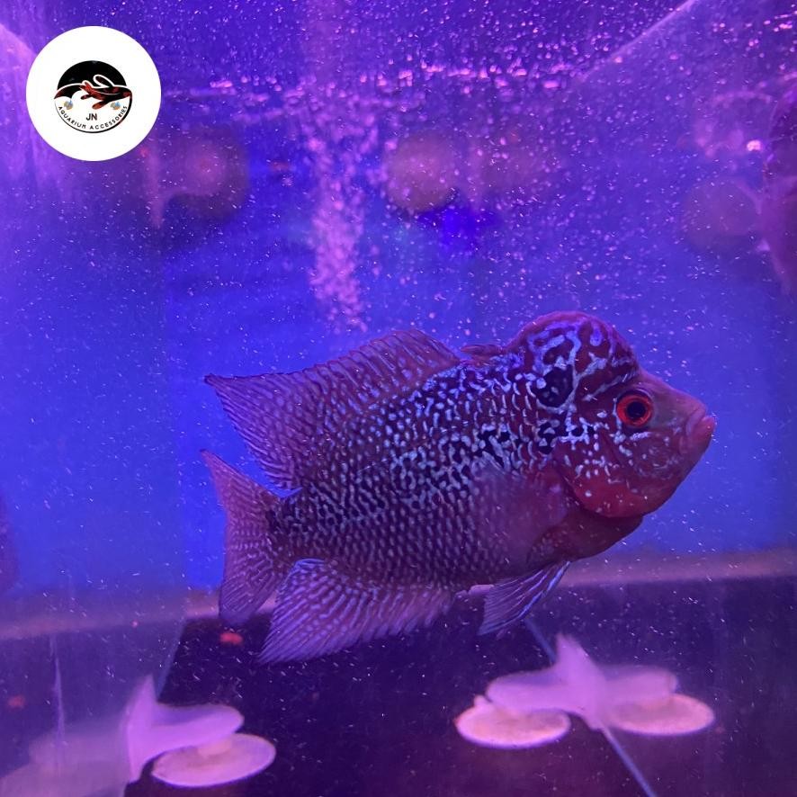 IKAN HIAS LOUHAN CENCU AQUARUIM AIR TAWAR